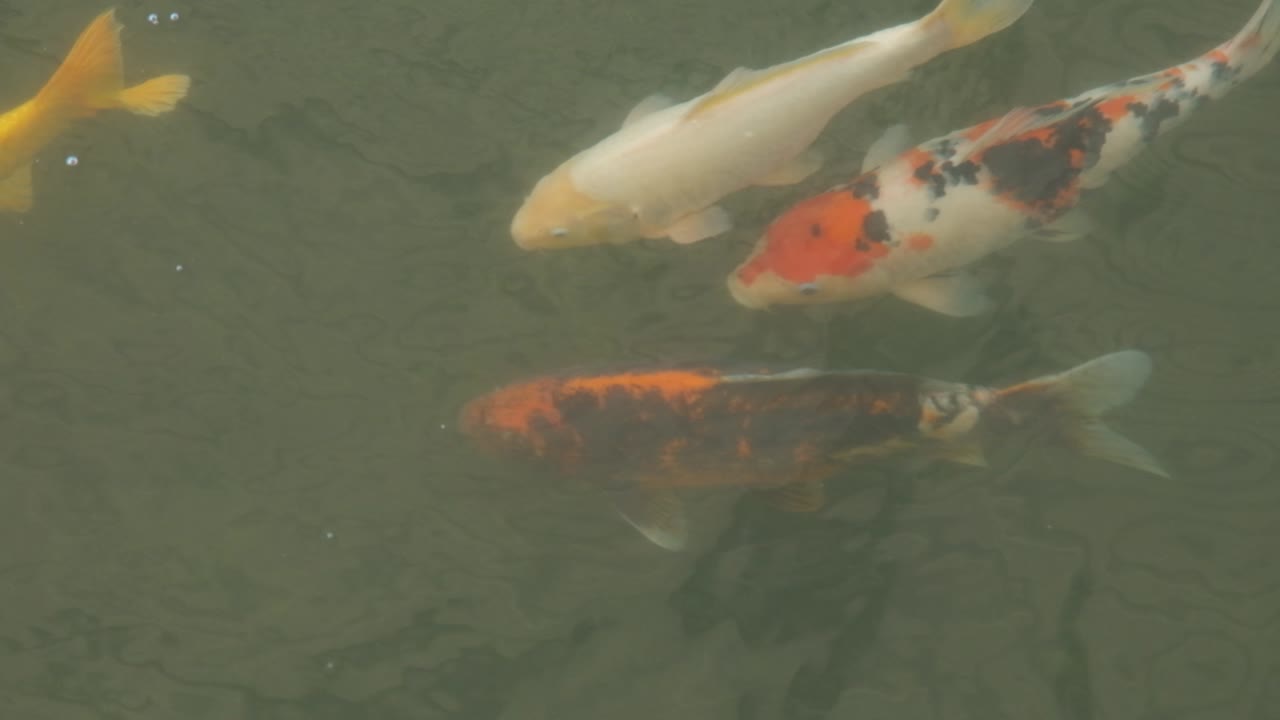 연못에서 수영하는 japenese 잉어의 근접