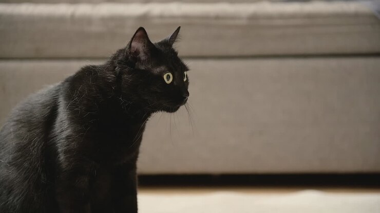 Portrait Of A Domestic Black Cat Staring At Something At Home
