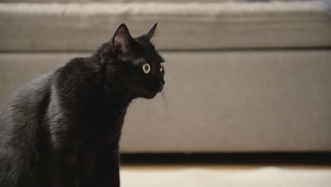 portrait of a domestic black cat staring at something at home