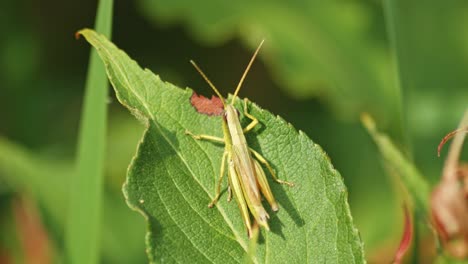 small grasshopper sits on the green leaf of a plant and plays on its legs