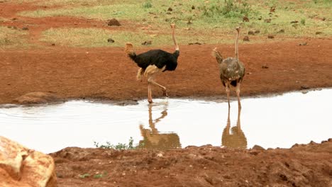 ostriches drinking in the waterhole in tsavo east national park, kenya