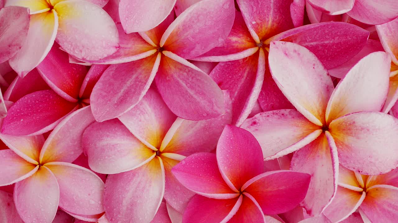 izquierda girado abstracto flor rosa frangipani fondo.