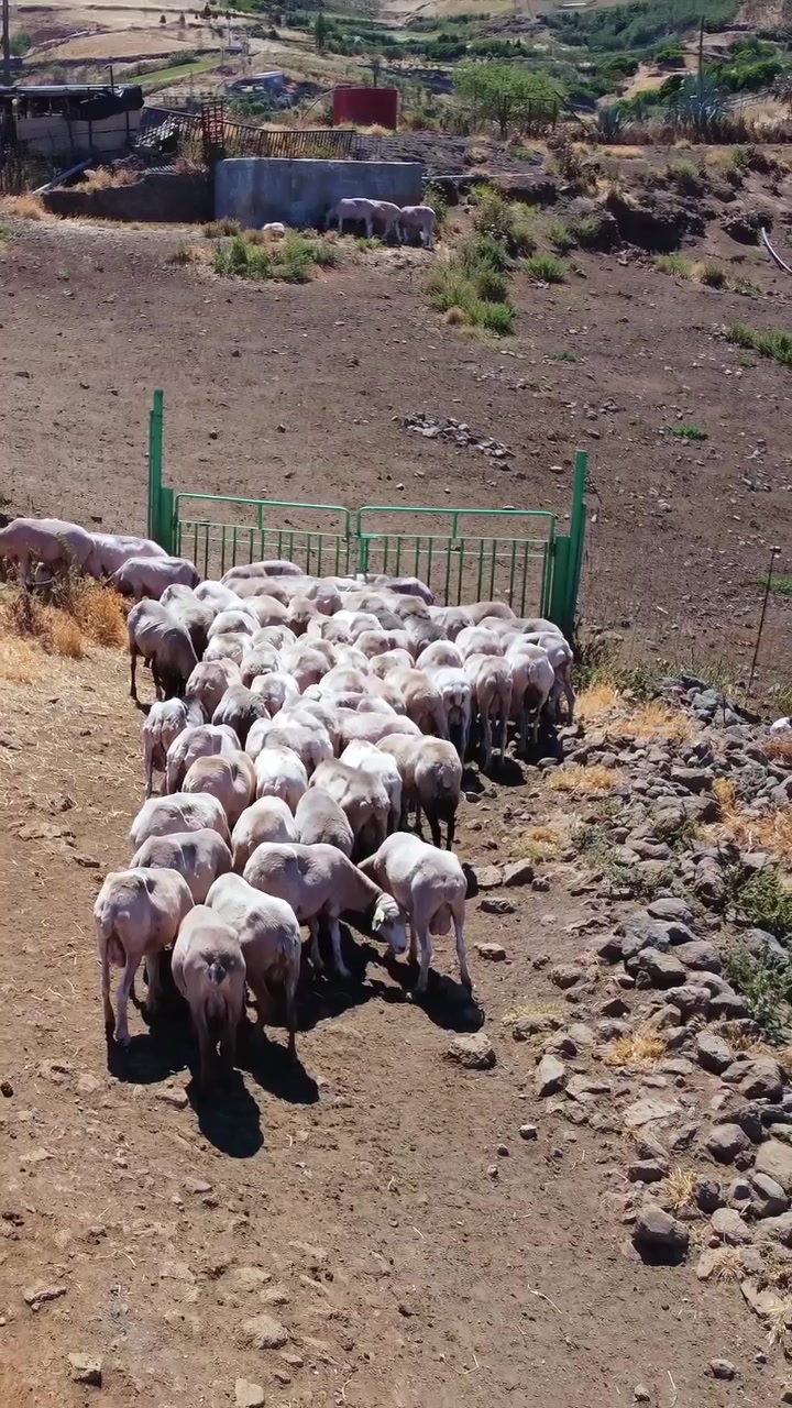 Güneşli bir günde, kırsal ve kurak bir arazide, yeni kırkılmış büyük bir koyun sürüsü tek sıra halinde yeşil bir metal kapıdan geçiyor.