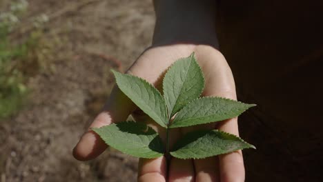 hoja verde de flor de saúco descansando en la palma de la mano afuera bajo el sol