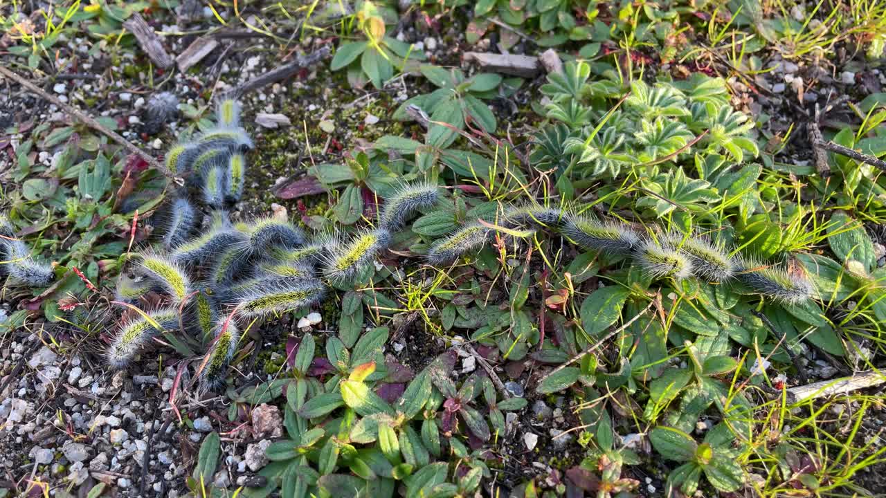 Close-up of a group of hairy caterpillars with striking yellow and blue colors under sunlight. They gather together and begin to move in a single file, creating a natural and captivating scene.