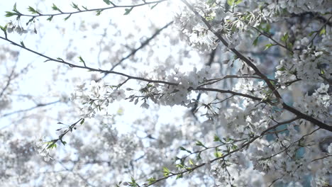 blooming sakura backlit sunlight in tokyo, japan