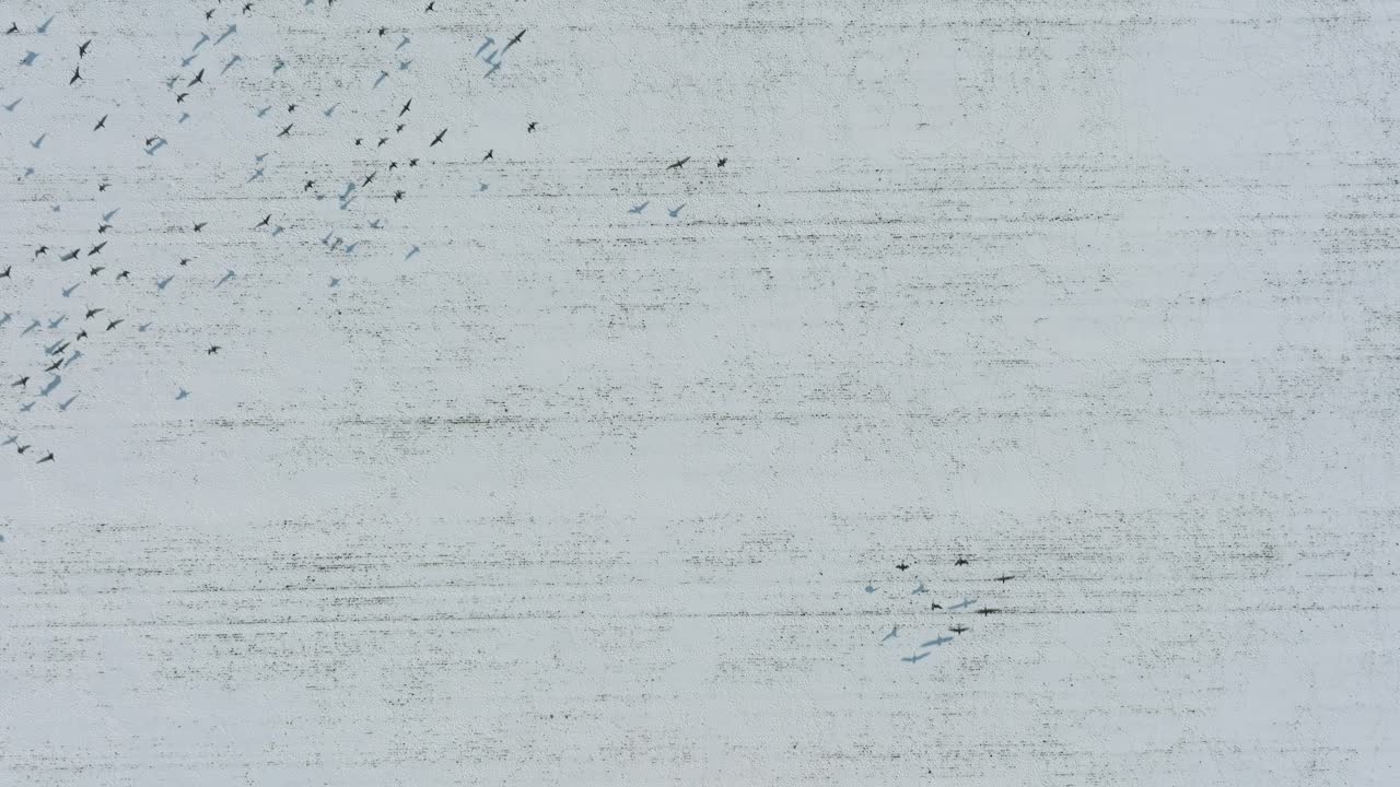 공중에서 큰  ⁇ 의 콩 거위, 눈으로  ⁇ 인 농장,  ⁇ 은 겨울 날, 새 이동, 새 눈 드론  ⁇ 의 공중 설정 뷰