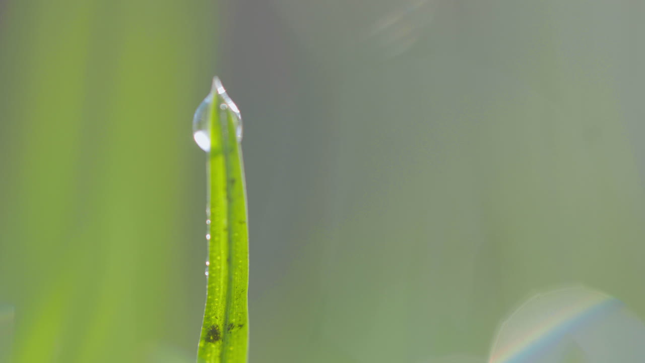 gotas de rocío en la hoja, macro, verde, luz solar