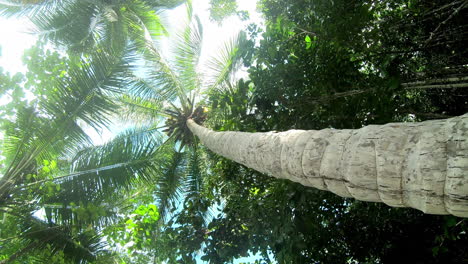 palm trees in a tropical forest