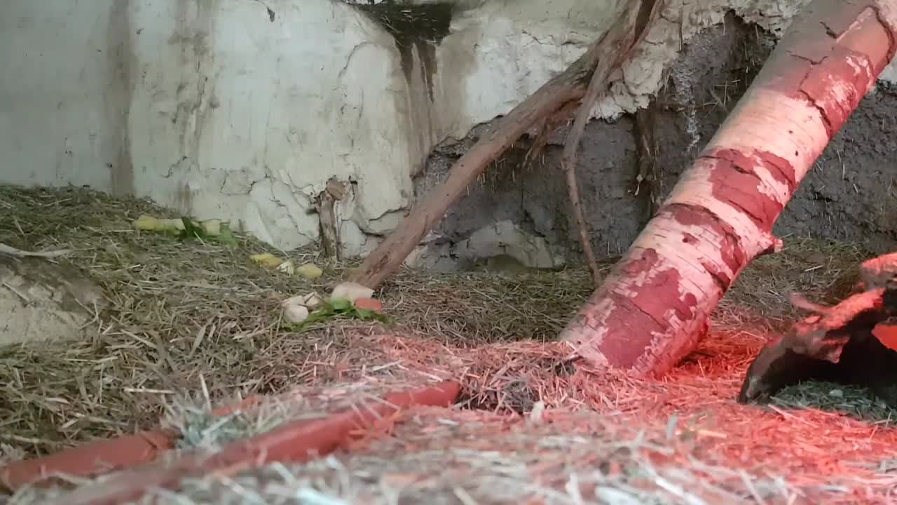 Cute Gerbil in its Habitat