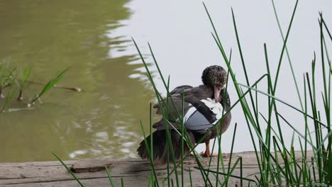 seen preening its back intensely, white-winged duck asarcornis scutulata, thailand