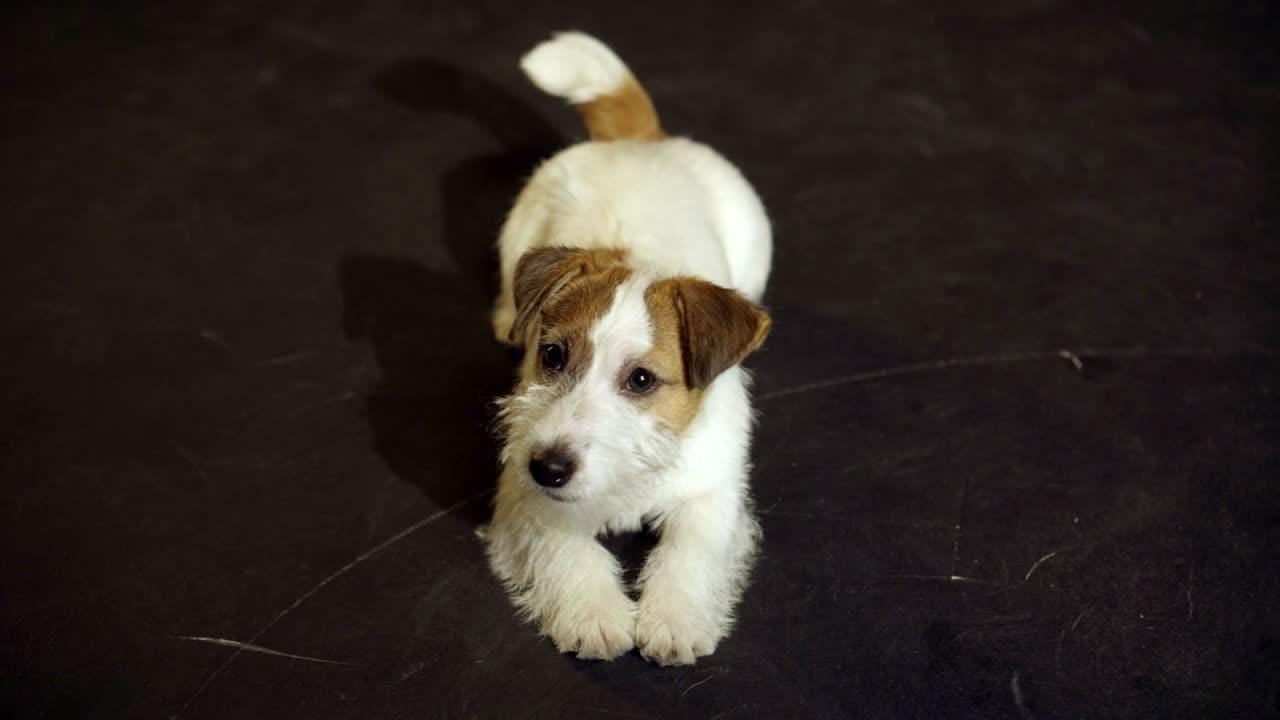 el pervertido cachorro jack russell terrier está rodando en el suelo
