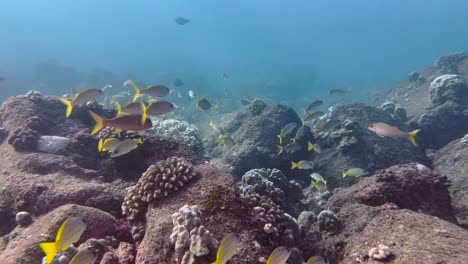 yellowfin goatfish swimming around a hawaiian rocky tropical reef in the clear blue ocean