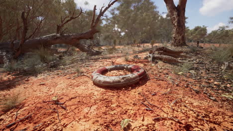 life-ring-buoy-in-desert-beach