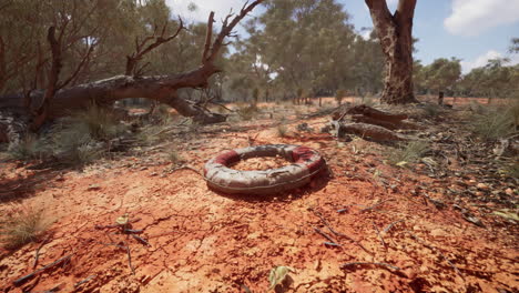 buya de anillo de vida en la playa del desierto