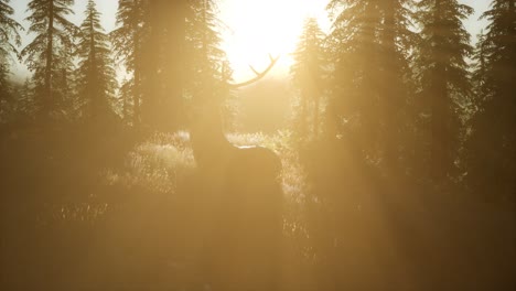 Hirschmännchen-Im-Wald-Bei-Sonnenuntergang