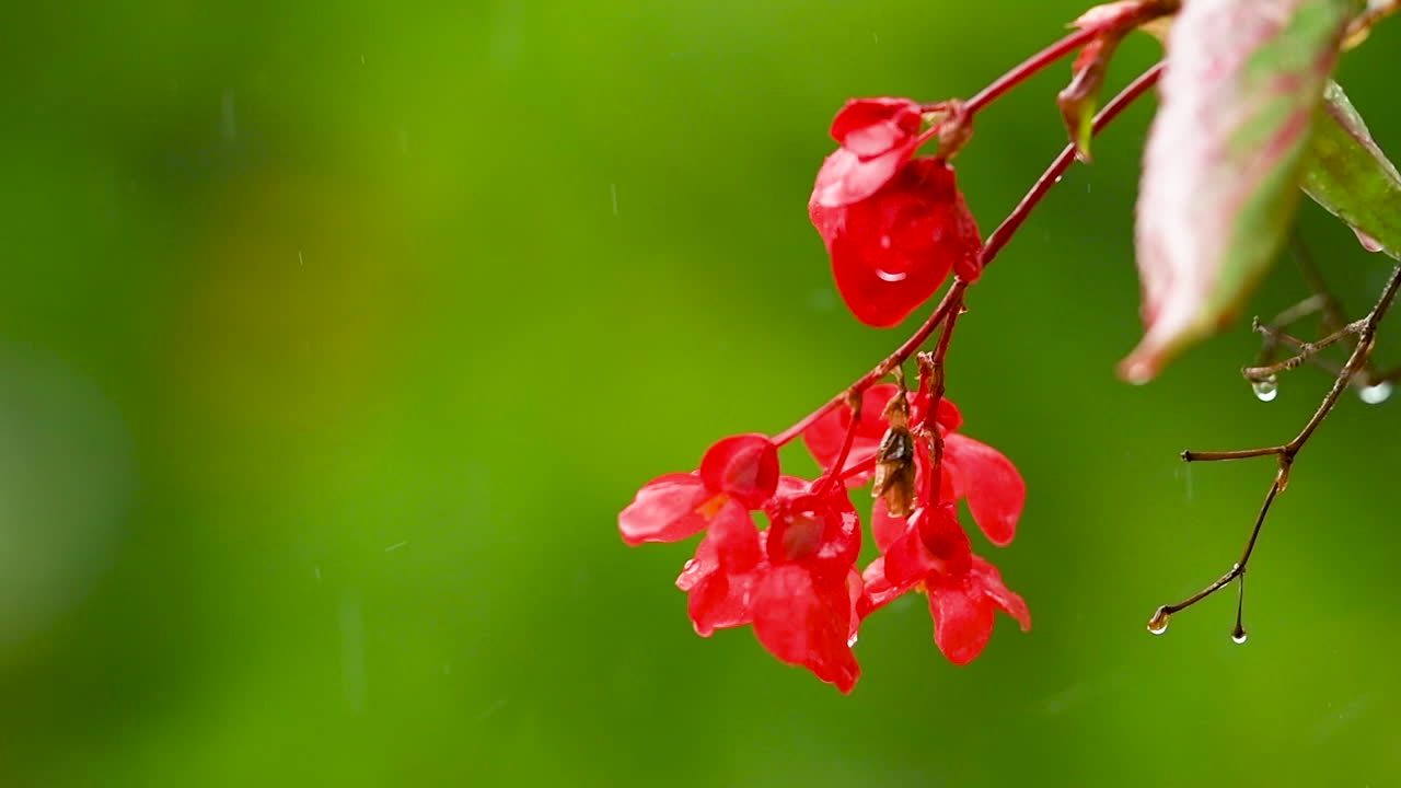 flor de impaciencia roja sobre fondo verde bajo la lluvia, flores de balcón rojo, fondo desenfocado, gotas de lluvia cayendo sobre pétalos y salpicaduras por todas partes