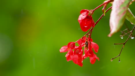 Flor-De-Impaciencia-Roja-Sobre-Fondo-Verde-Bajo-La-Lluvia,-Flores-De-Balcón-Rojo,-Fondo-Desenfocado,-Gotas-De-Lluvia-Cayendo-Sobre-Pétalos-Y-Salpicaduras-Por-Todas-Partes