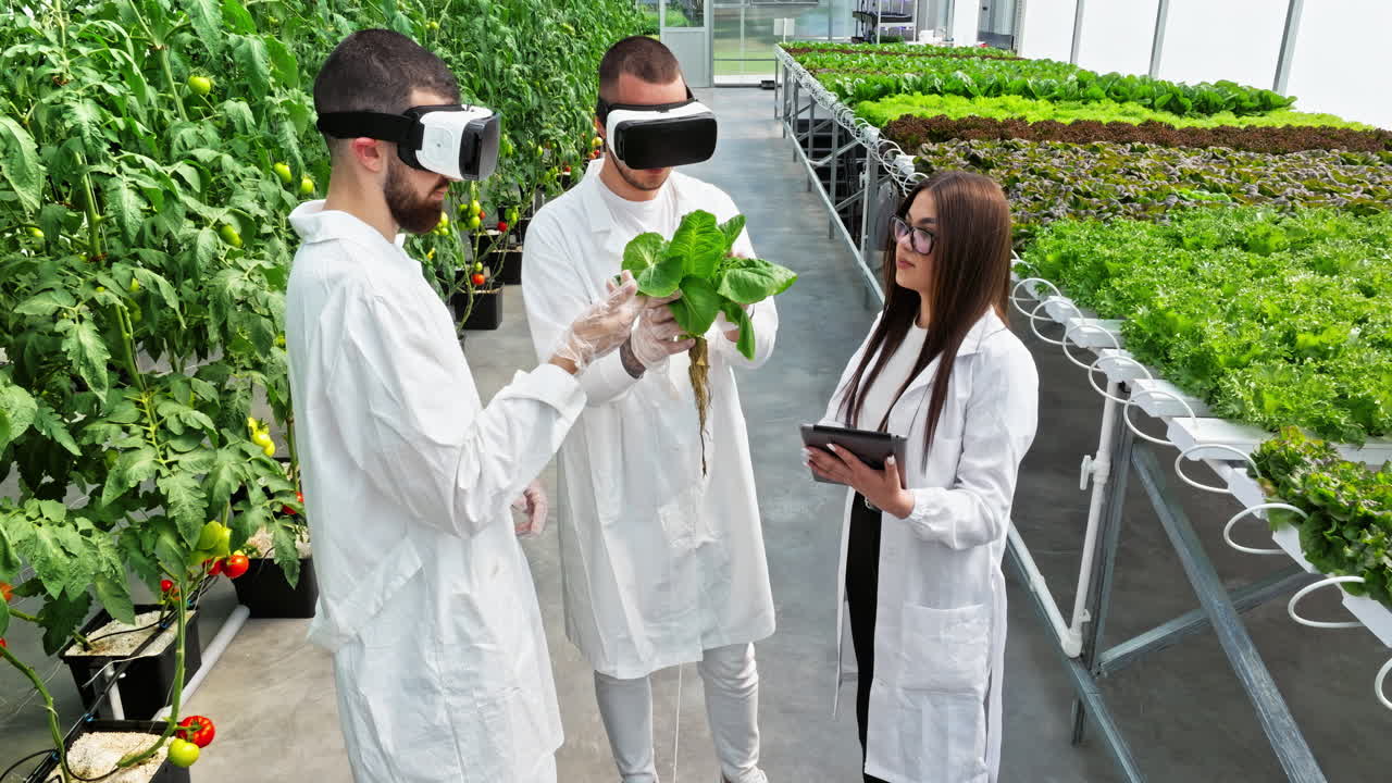 Aerial drone view of three laboratory technicians in white coats wearing Virtual Reality headsets, analysing lettuce grown with the Hydroponic method in a greenhouse