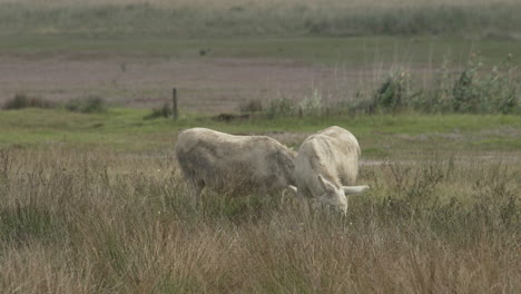 Two-White-Donkeys