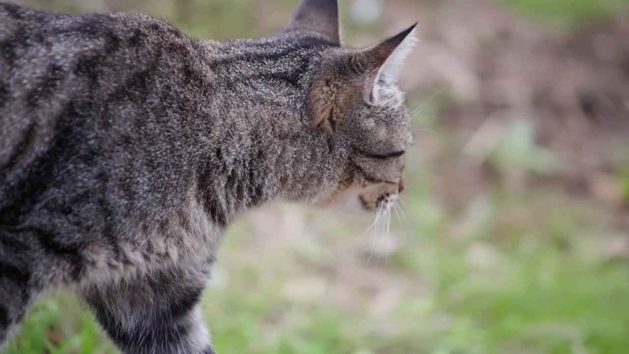 Nærbillede af stribet kat der går i haven