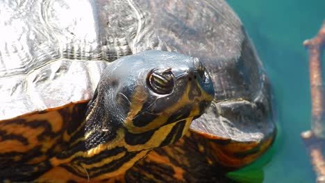 wild terrapin turtle resting in sunshine sitting on lake logs close up