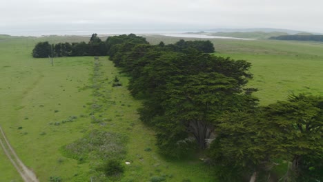 Point-Reyes-Monterey-Cypress-Tree-Tunnel,-Toma-Aérea-En-Un-Día-Nublado