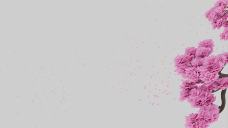 flores de cerezo rosadas y pétalos que caen