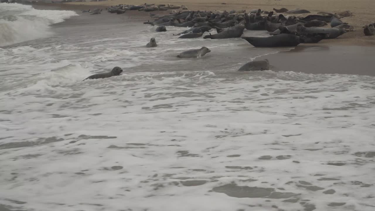 group of seals using current of sea waves to lie on the beach in horsey gap norfolk england uk