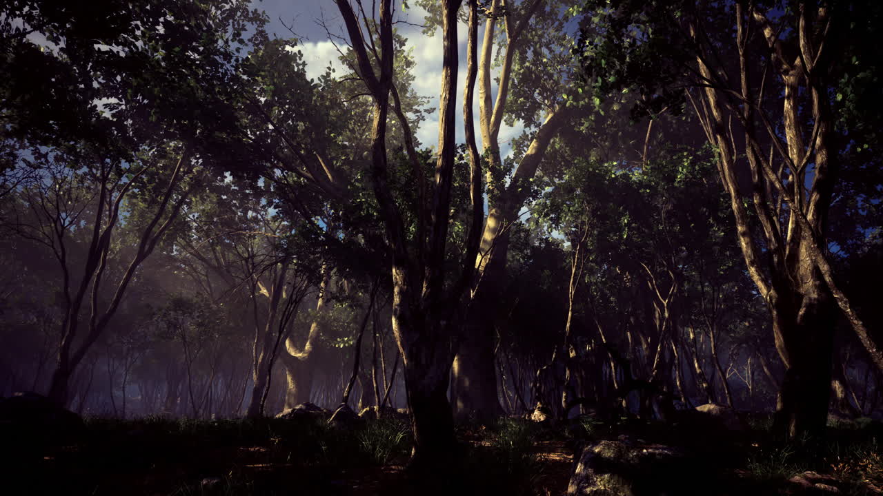 Mysterious woodland bathed in morning light creates an enchanting atmosphere