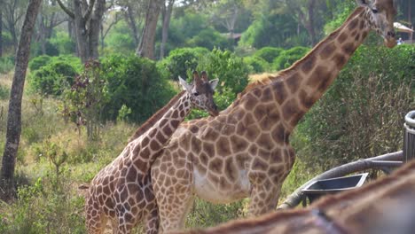 bebé rothschild jirafa frota el cuello de la madre junto a la plataforma de alimentación en giraffe center nairobi