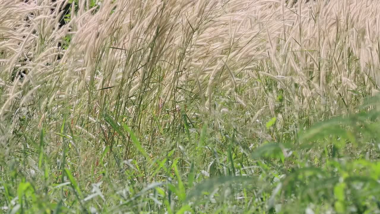 Close-up view of green grass swaying softly in the wind, showcasing natural movement and tranquility.