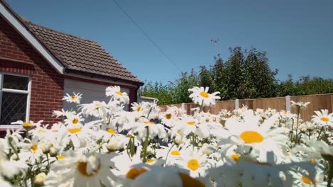 Hermosa-Toma-De-Flores-Frente-A-La-Casa