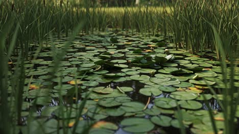 a serene pond scene: lush green lily pads and graceful surroundings captured in tranquil nature frames
