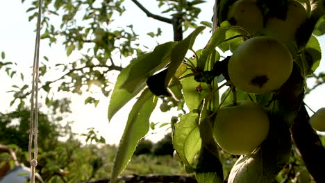 green apples on the apple tree branch on a beautiful sunset, sun rays passing through the leaves