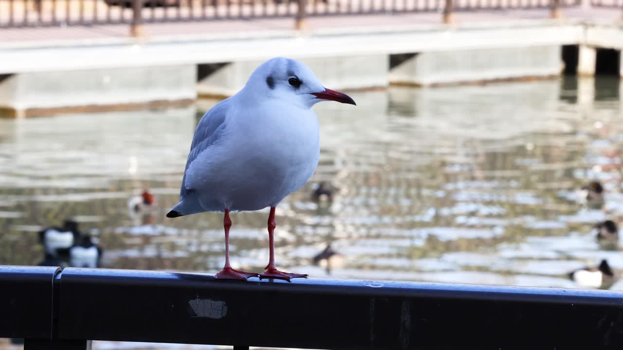 바다표범이 레일링 위에 가만히 서 있다