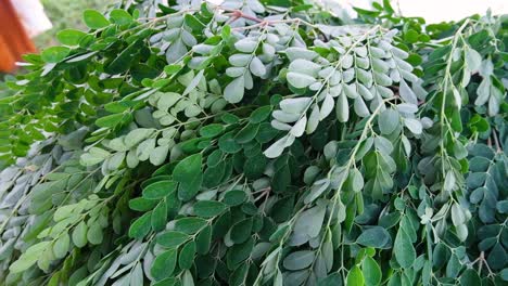 bunches of freshly picked moringa oleifera plant leaves packed with vitamin c and potassium