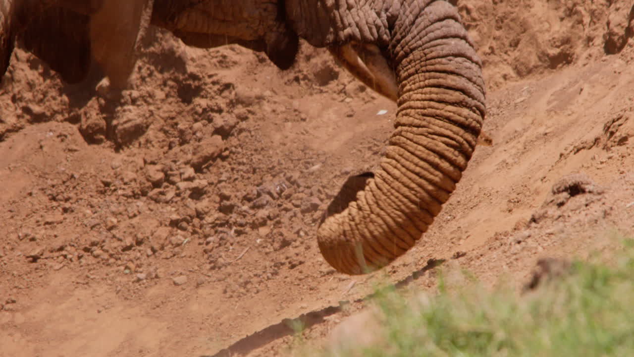Elefanti africani della savana con le zampe inginocchiate che sollevano polvere