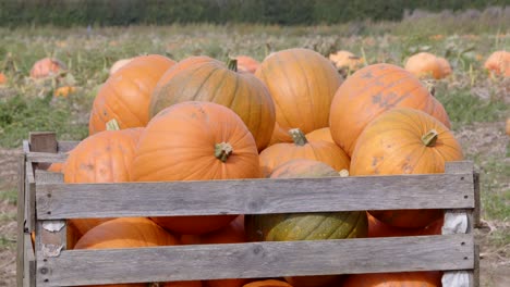 wooden crate of harvested pumpkins in a farmers field