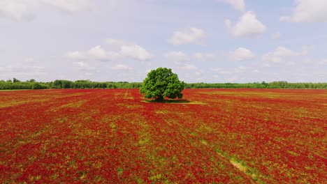 slow aerial pass above blooming red crimson clover, oak tree in northern europe