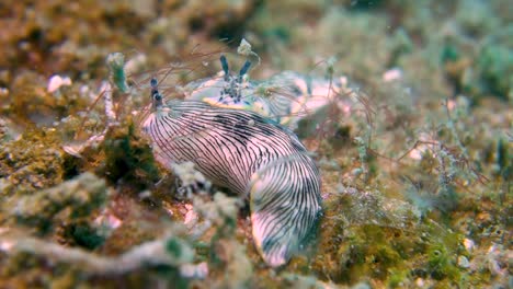 zwei große weiß-gelb gestreifte meeresschnecken auf algenfelsen in wasserströmung aus nächster nähe