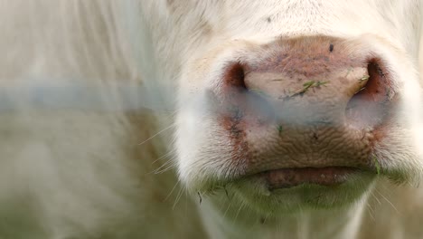 Cream-phase-Belgian-Blue-Cow-filmed-in-the-Barmouth,-Llanaber-and-Gwynedd-area-in-North-Wales