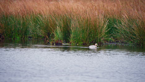 Weibliche-Stockente-Schwimmt-Weg-Von-Schilf-Im-Flachen-Wasser-Des-Seeufers