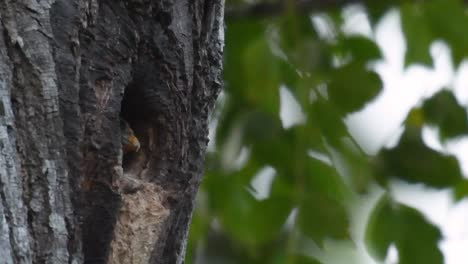 el falconet de muslo negro es una de las aves rapaces más pequeñas que se encuentran en los bosques de algunos países de asia