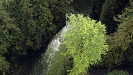 lush green river canyon white rapids, rocky evergreen rainforest, cinematic aerial shot