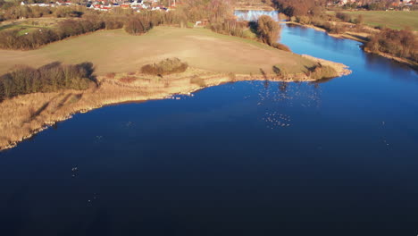 a flock of gray geese flies over the blue water of a lake