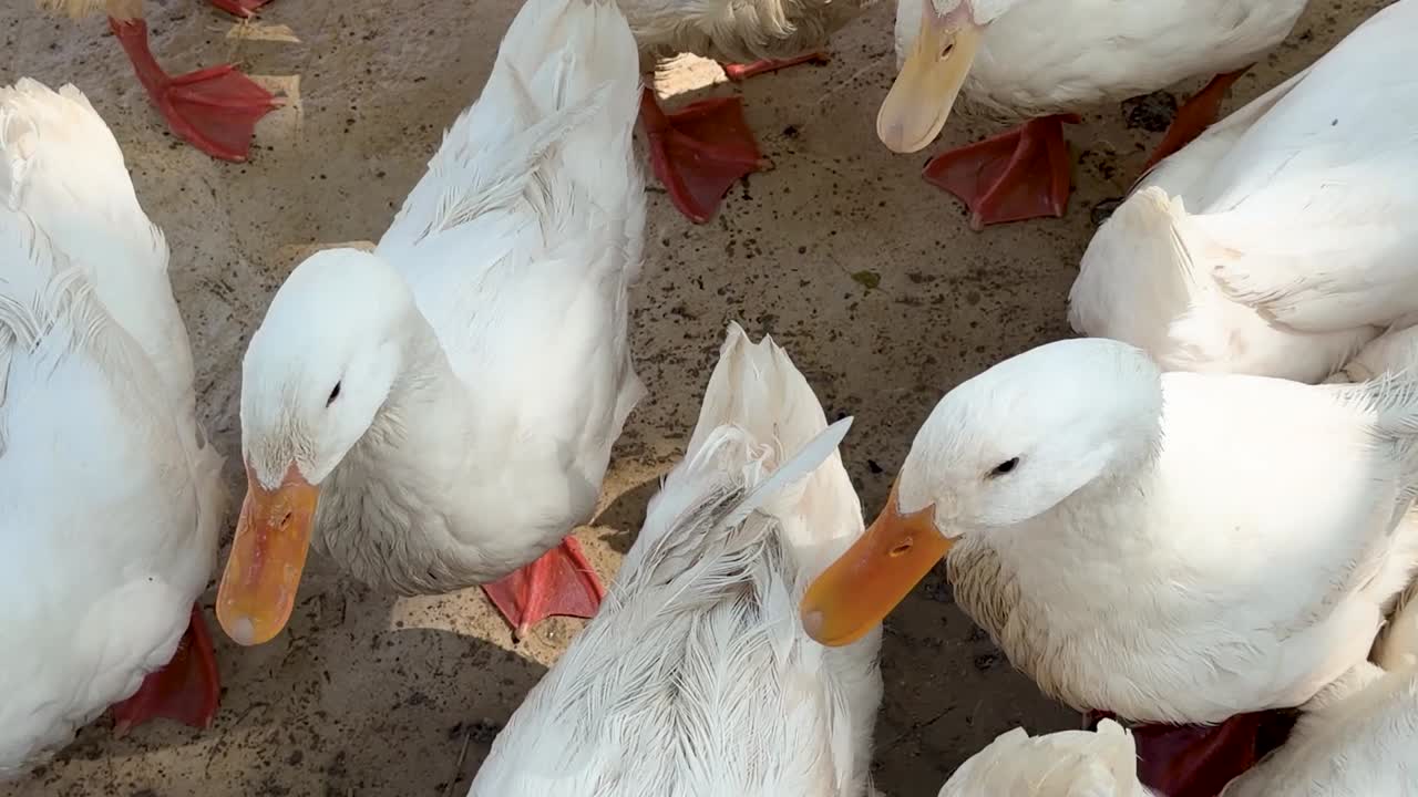 Un gruppo denso di anatre bianche di Pechino si stringe e si muove su un terreno agricolo sabbioso