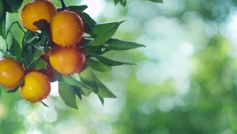 the fruits of the tangerine tree in the rain and in the sun. copy space