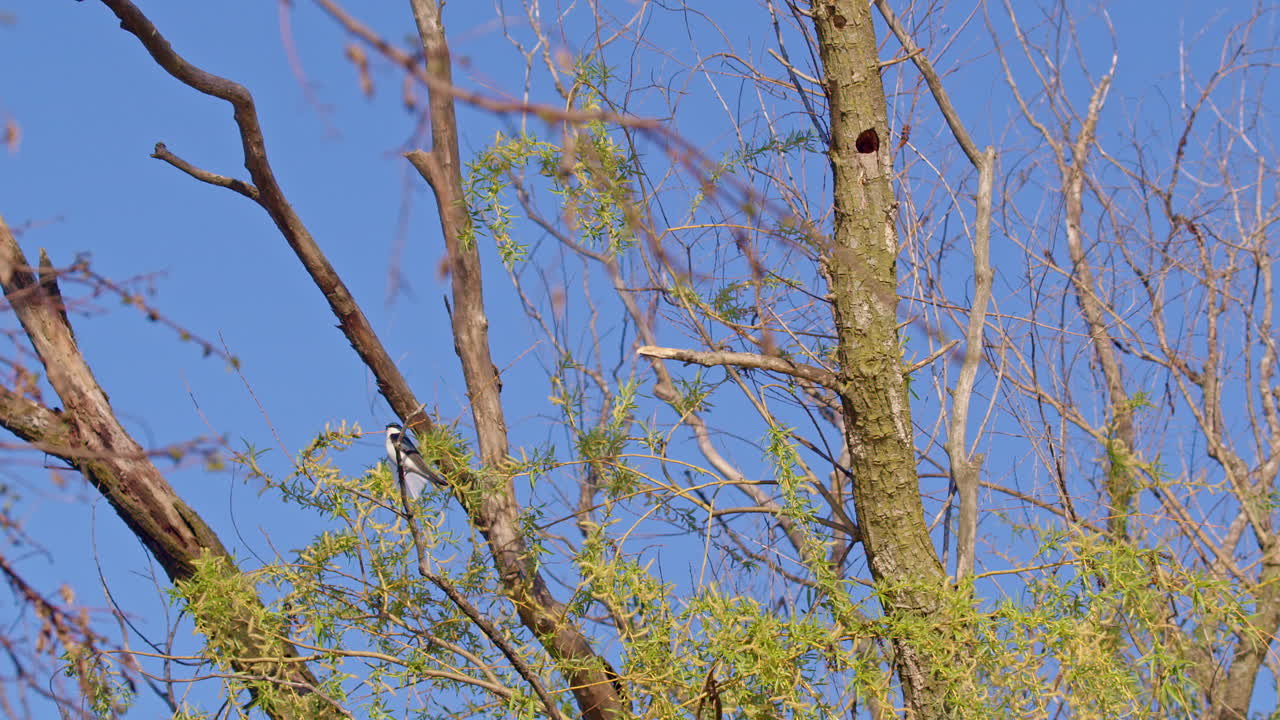 Dramatic slow motion shot of purple martin holding swan feather in wind