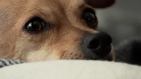 Cute-Deer-Head-Chihuahua-resting-suddenly-alert-by-noise-in-the-background